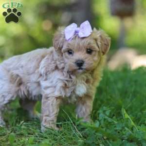 Haven, Maltipoo Puppy
